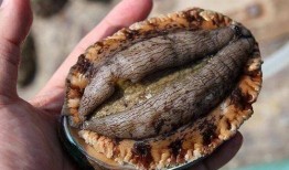 鲍鱼最新爆料视频大全,揭秘娱乐圈幕后真相