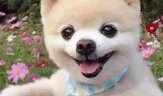 看萌狗最新爆料视频网站,揭秘热门视频网站背后的精彩瞬间